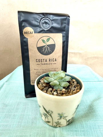 DECAF Costan Rican Tarrazu Coffee